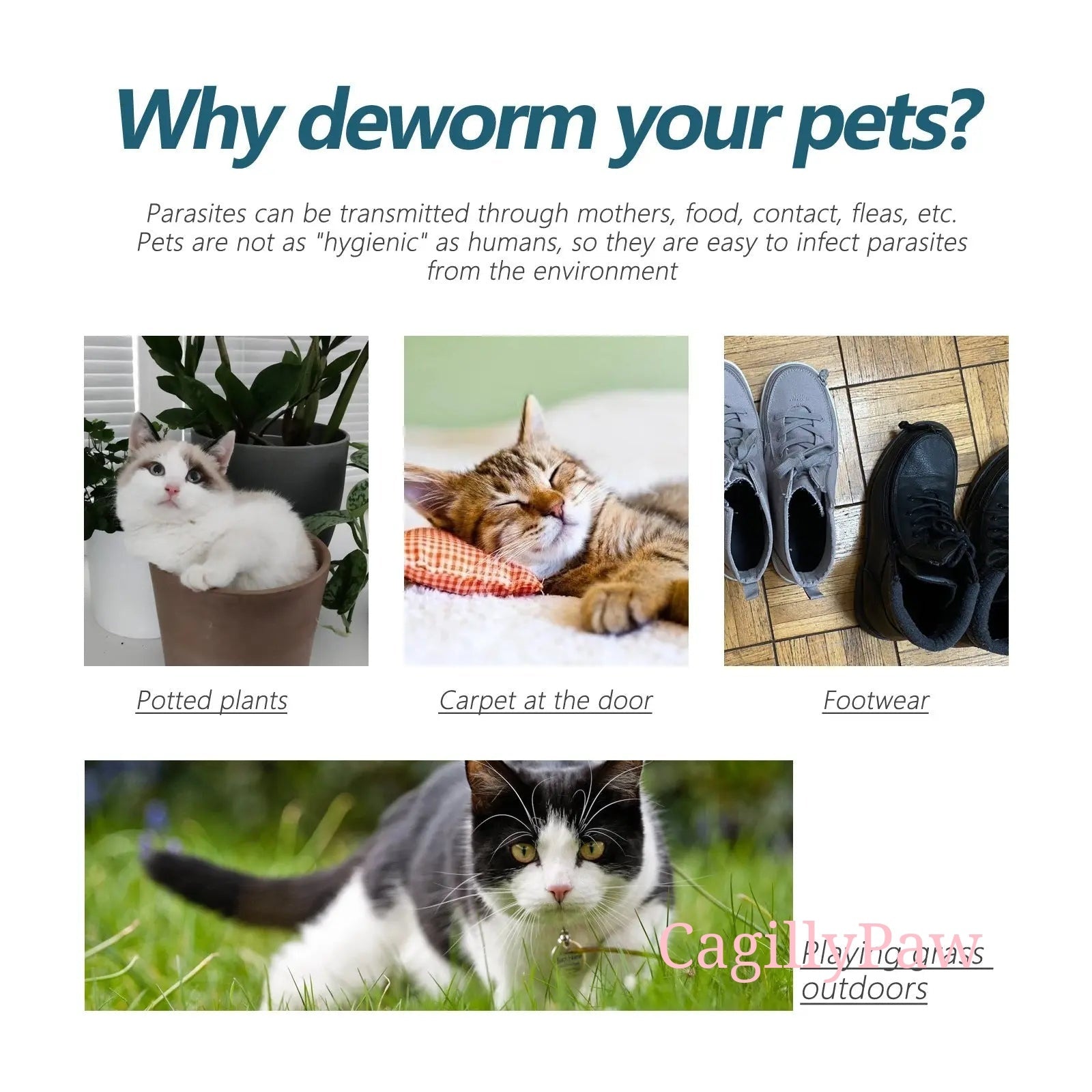 Katzen - Zeckenmittel Natur - Tropfen Kaufen – Effektiver Schutz Vor Zecken - CagillyPaw e.U.