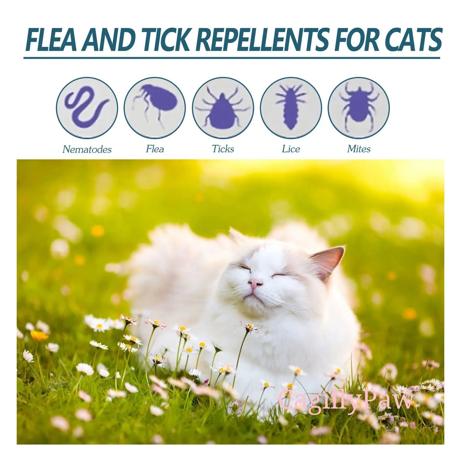 Katzen - Zeckenmittel Natur - Tropfen Kaufen – Effektiver Schutz Vor Zecken - CagillyPaw e.U.
