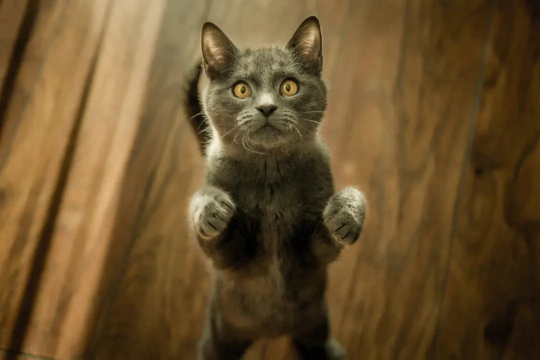 Wenn deine Katze plötzlich seltsam ist Ursachen verstehen