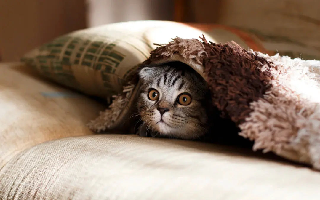 Warum der richtige Rückzugsort für deine Katze entscheidend ist