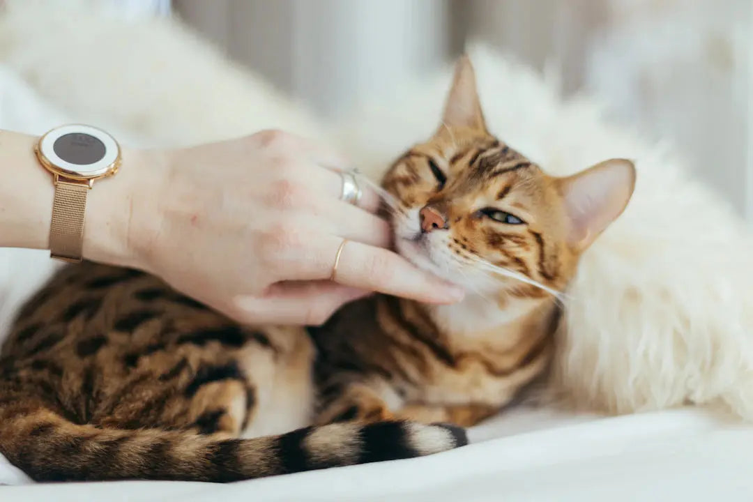 Was viele Katzenhalterinnen falsch machen Die Bedürfnisse deiner Katze verstehen
