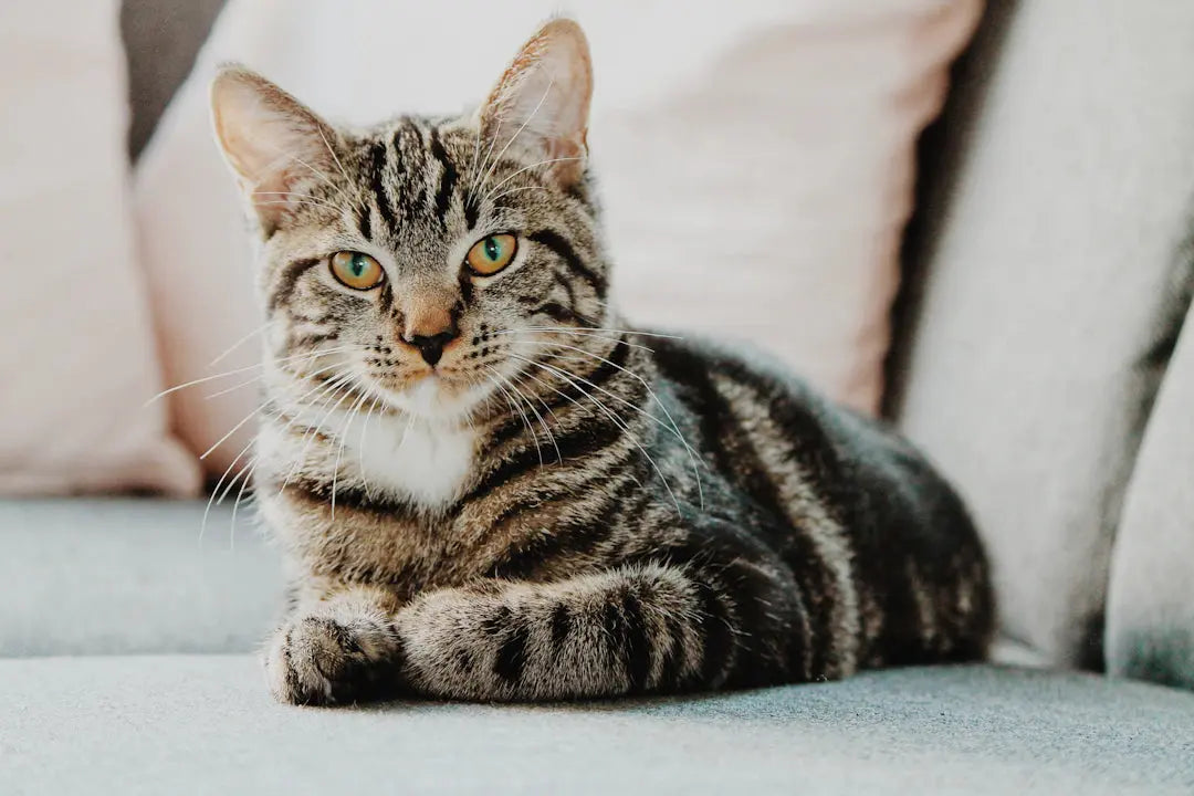 Entlarvung der Mythen über Katzenbedürfnisse