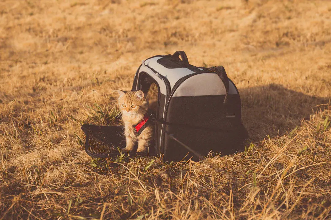 Katzentransport für stressfreie Abenteuer mit Ihrem Tier