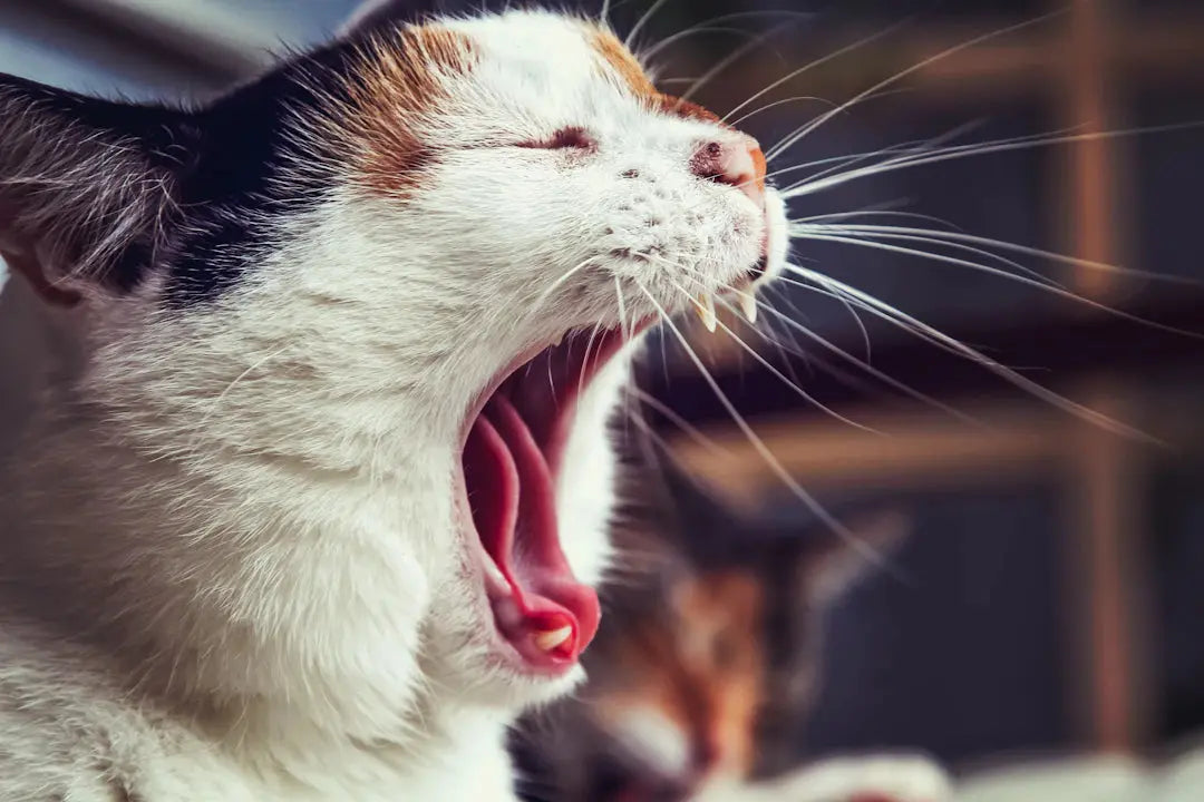 Diese Anzeichen deuten auf Stress bei deiner Katze hin