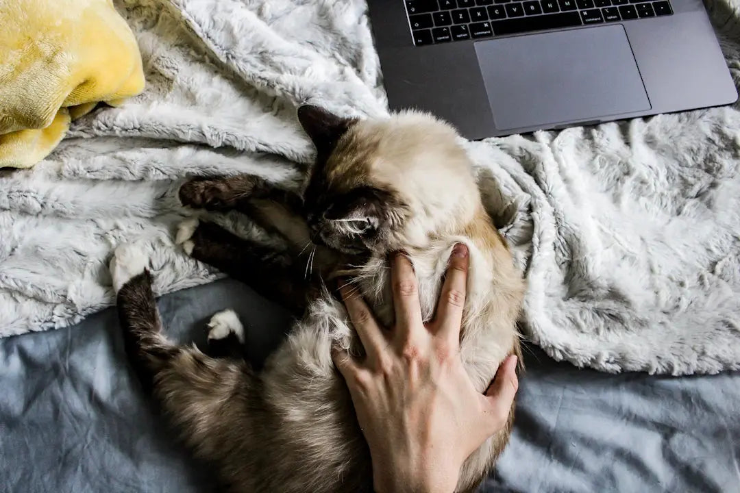 Diese typischen Fehler könnten die Bindung zu Ihrer Katze beeinträchtigen