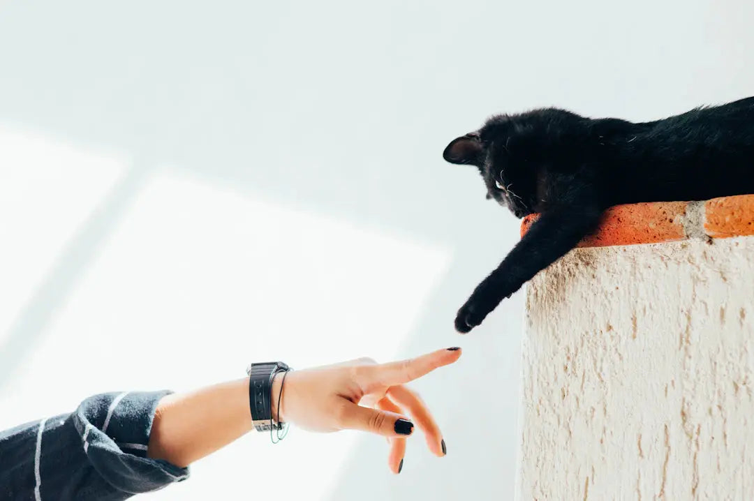 Warum ignoriert meine Katze mich Missverständnisse entwirren