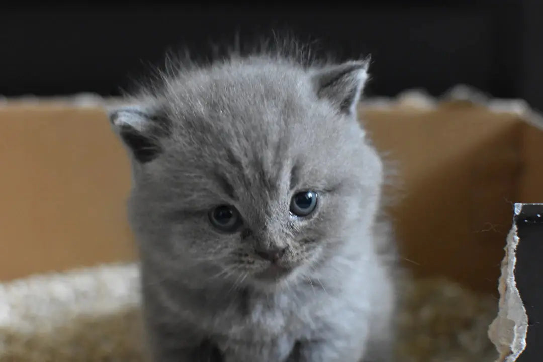 Plötzlich ein No-Go Die Auswahl des falschen Katzenklos