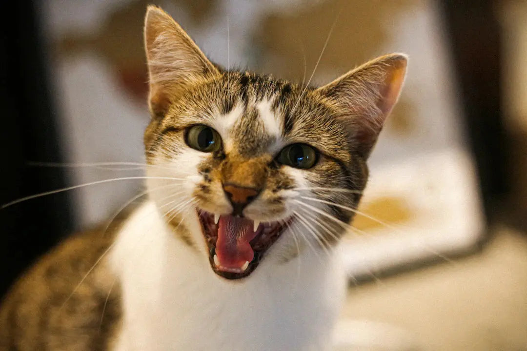 Natürliche Zahnpflege für Katzen Spielerische Lösungen
