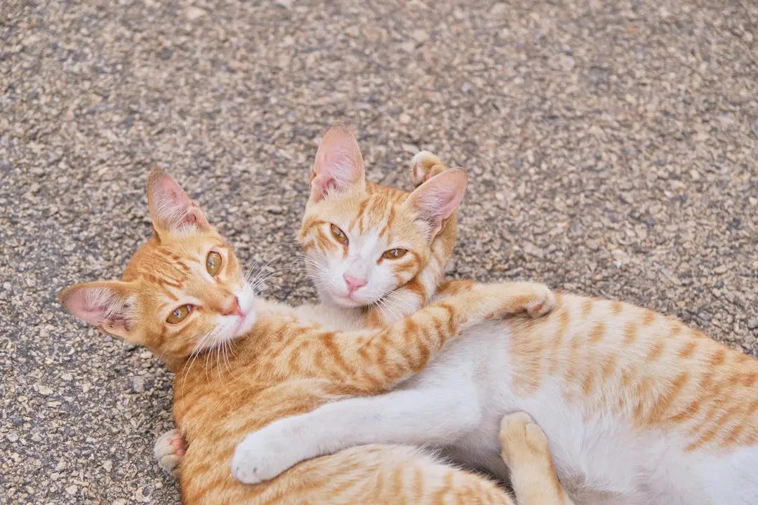Warum Katzen nicht immer kuscheln wollen Missverständnisse aufklären