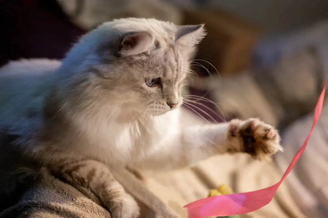 Optimale Bewegung für Katzen Spielzeuge für glückliche Stubentiger