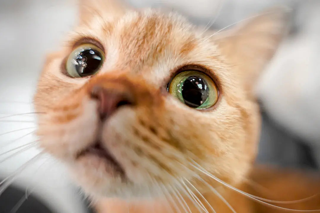 Stressbewältigung für Katzen Lösungen für ängstliche Tiere