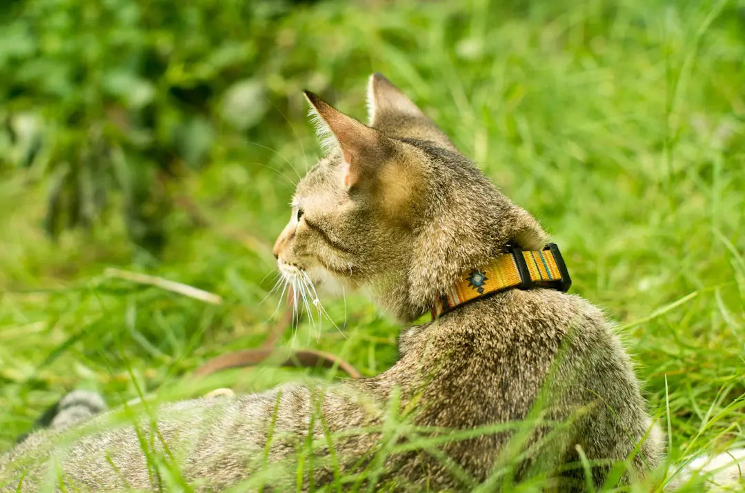 Schutzprodukte für Katzen Ein sicheres Zuhause gestalten