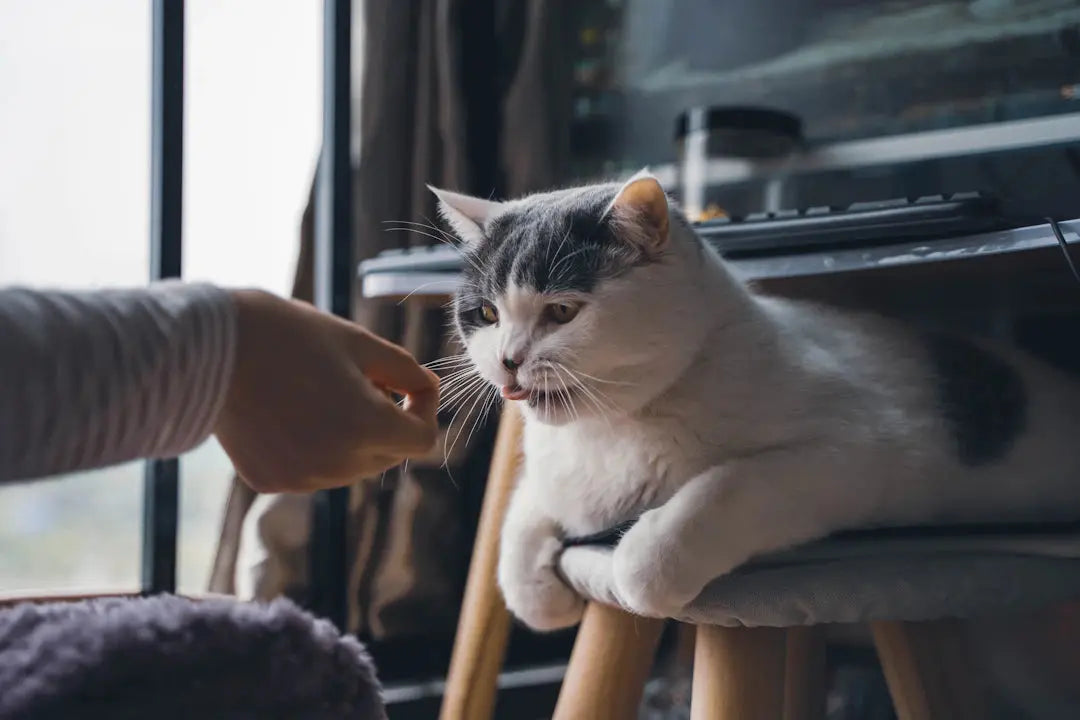 Zeichen, dass deine Katze mehr Aufmerksamkeit braucht