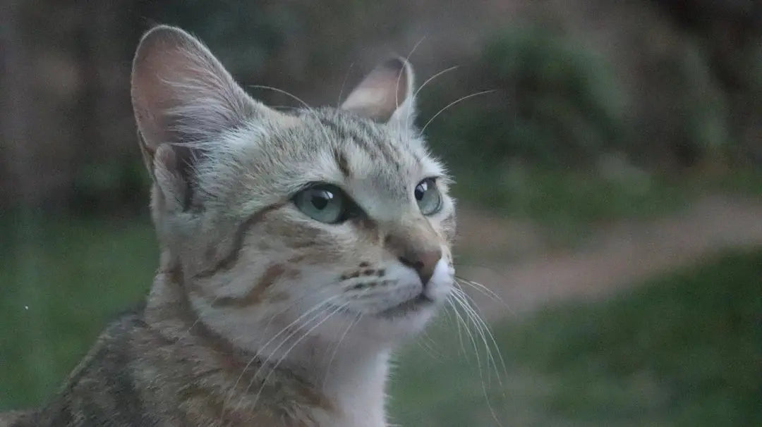 Emotionale Leiden bei Katzen Anzeichen und Lösungen