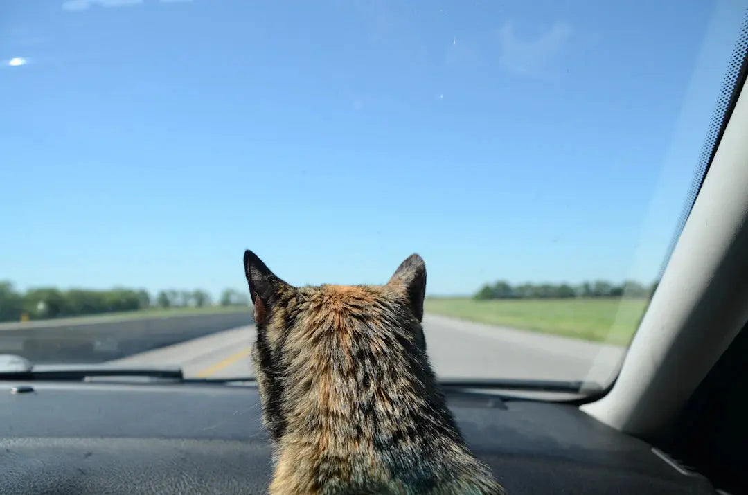 Stressfreies Reisen mit Katzen Praktische Transportlösungen