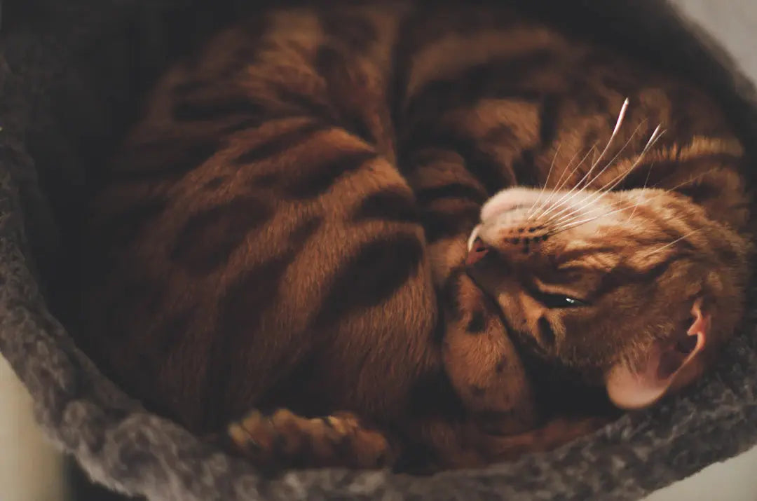 Katzen brauchen Rückzugsorte So sorgst du für Entspannung