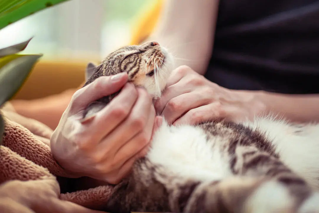 Effektive Pflegehilfen für entspannte Katzen und ihre Halter