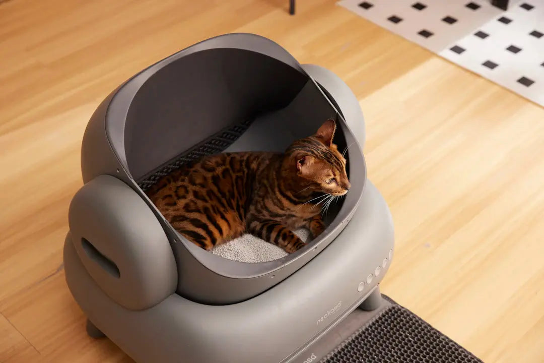 Plötzlich keine Lust mehr auf das Katzenklo Was tun