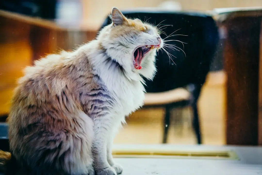 Erkenne den Stress deiner Katze Anzeichen und Lösungen