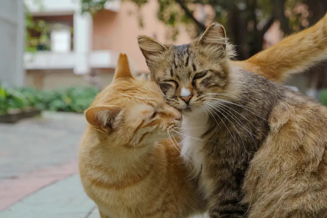 Was viele Katzenhalterinnen über das soziale Verhalten ihrer Katzen ignorieren