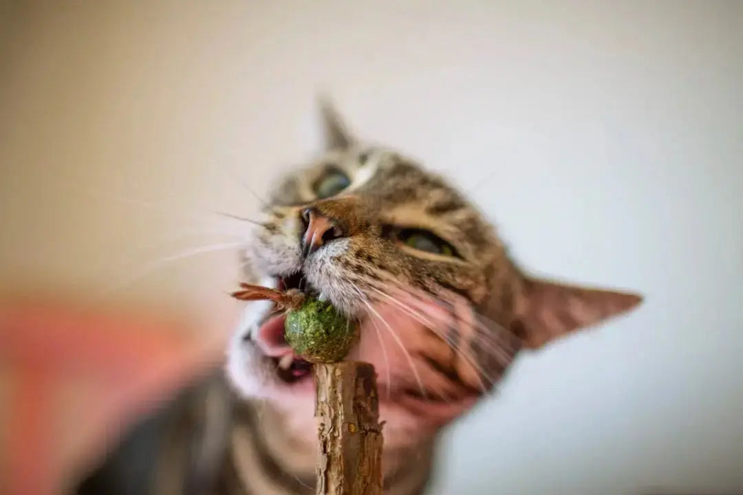 Interaktives Spielzeug mit Katzenminze für zufriedene Katzen - CagillyPaw e.U.