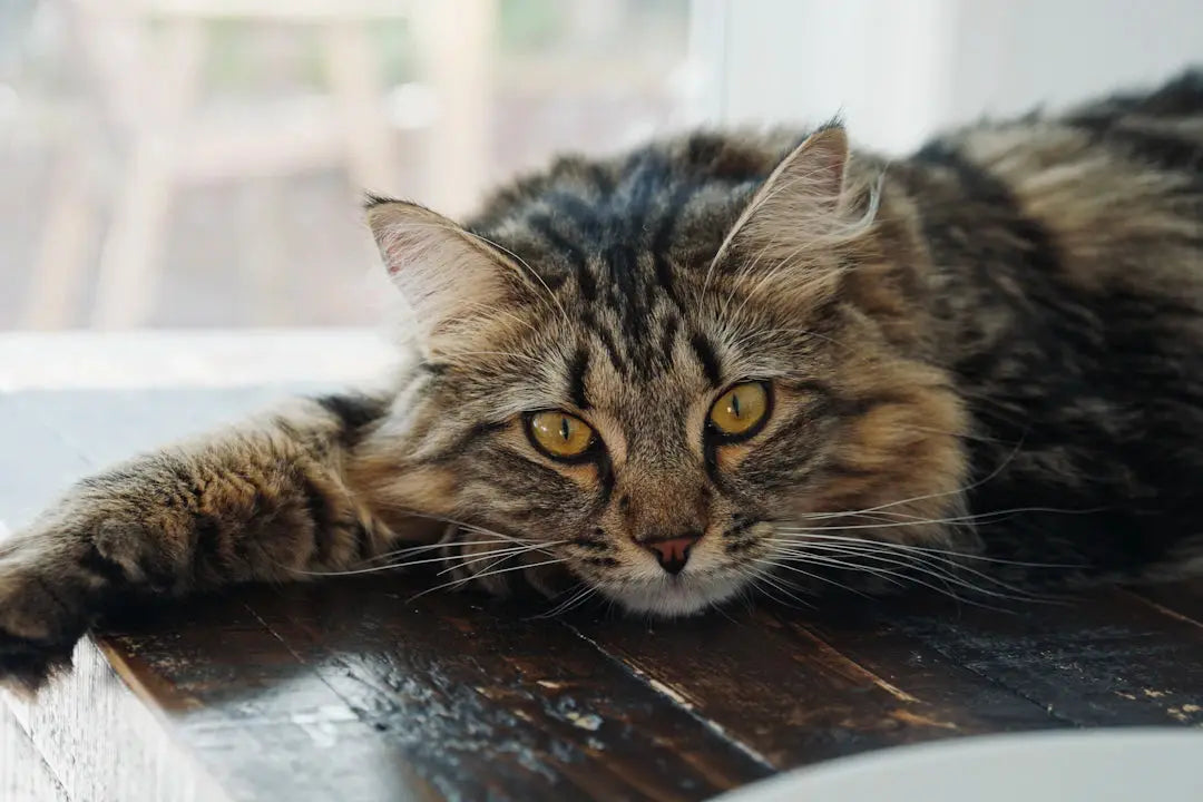 Die Auswirkungen von Langeweile auf das Verhalten deiner Katze