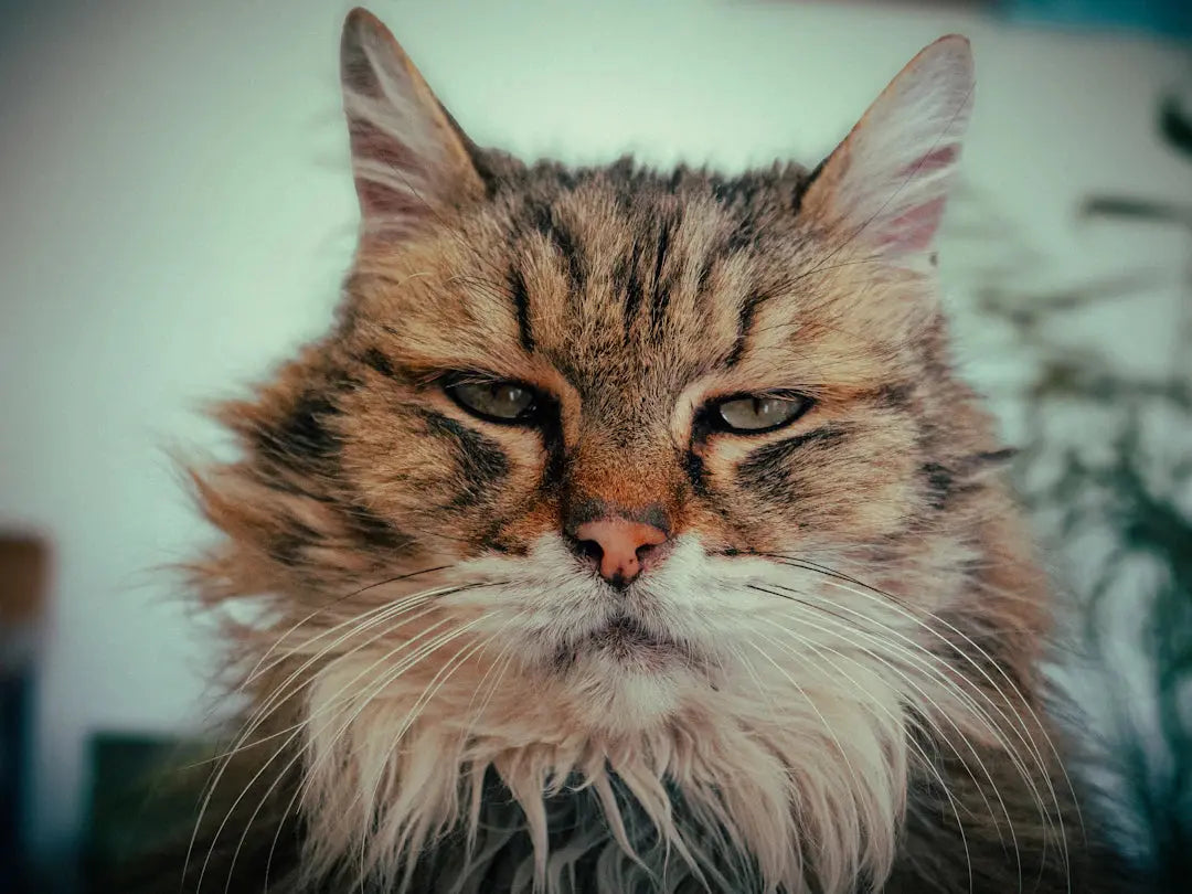 Wenn dein Kater plötzlich aggressiv ist – Gründe und Lösungen