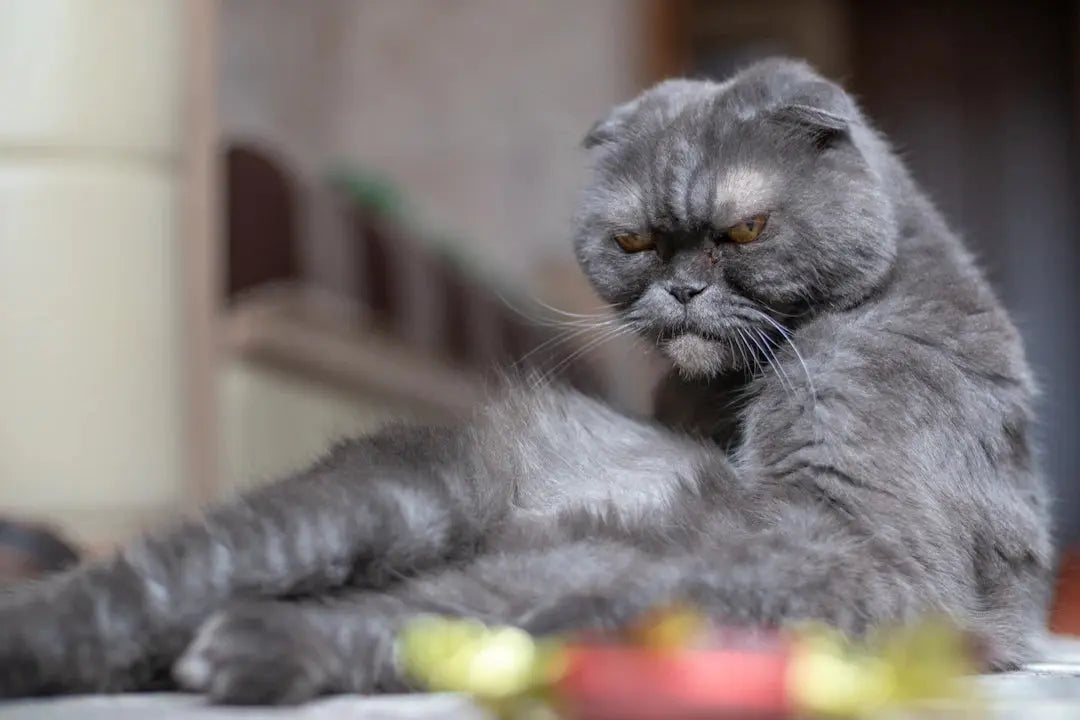 Alarmierende Anzeichen für Stress bei Katzen erkennen