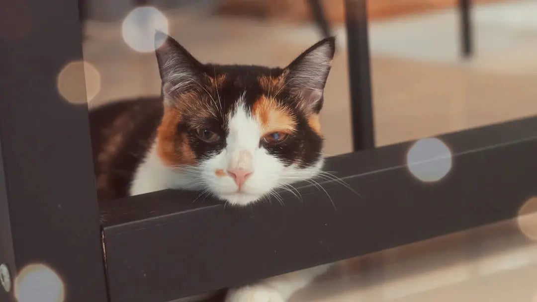 Warum ignoriert meine Katze mich plötzlich