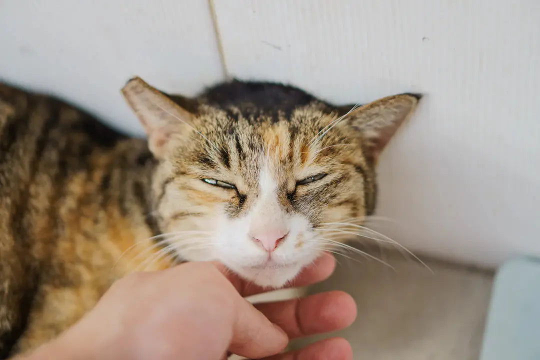 Die Bedeutung von sozialer Interaktion für deine Katze