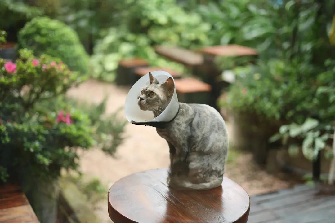 Diese Fehler können das Wohlbefinden Ihrer Katze beeinträchtigen