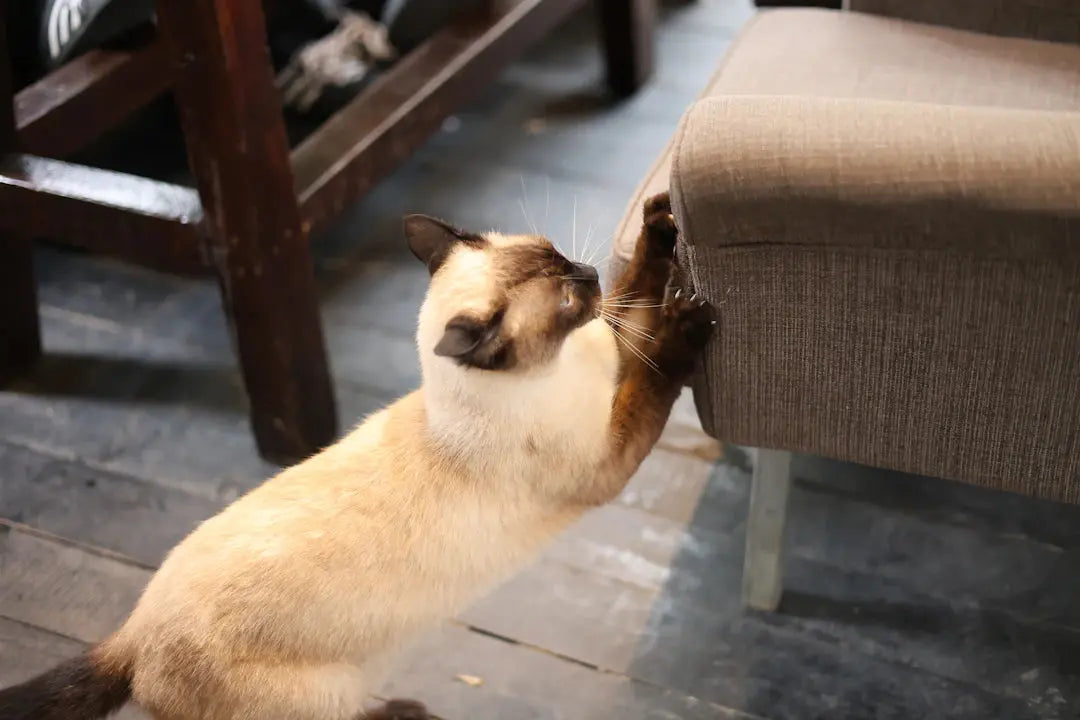 Optimale Kratzmöglichkeiten für zufriedene Katzen