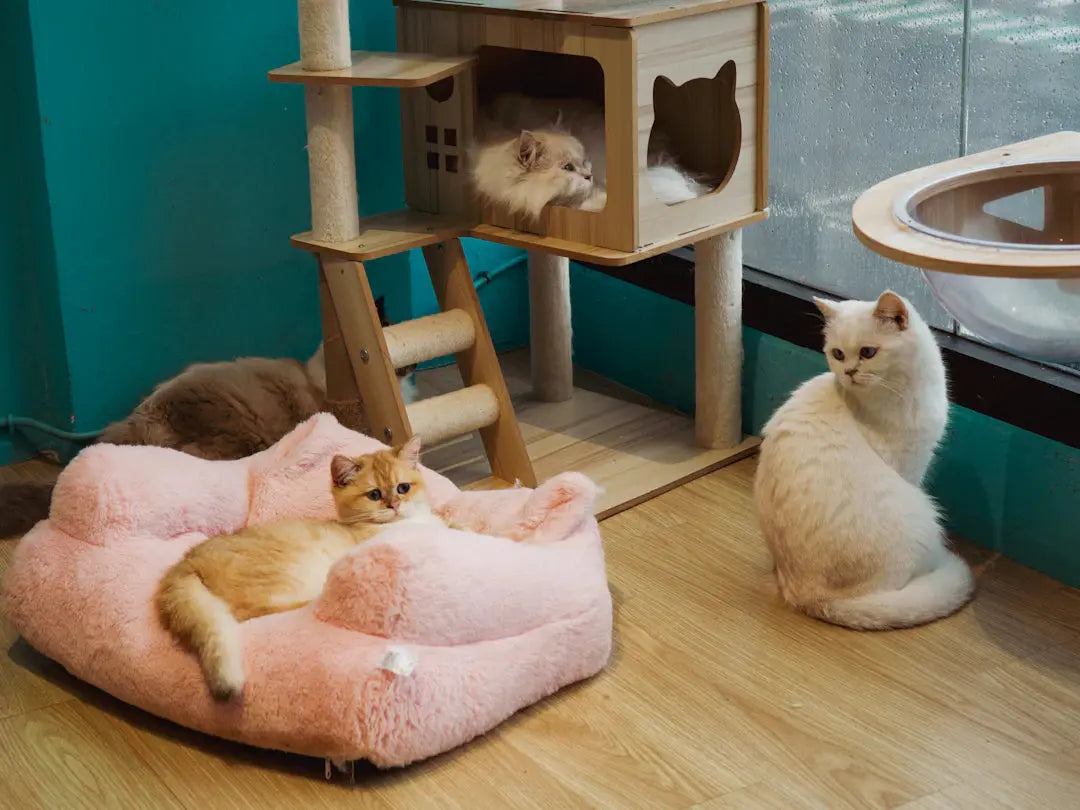 Die perfekte Umgebung für das glückliche Leben Ihrer Katze