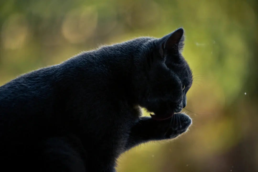Optimale Hygiene für Katzen Technologie trifft Komfort