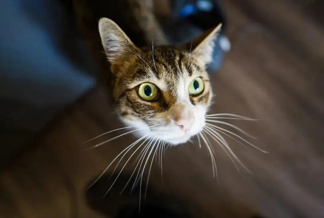 Warum viele Katzenhalter nie verstehen, was ihre Katze braucht - CagillyPaw e.U.
