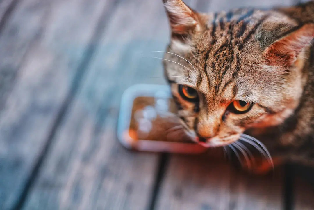 Flache Fressnäpfe für Katzen – Schlüssel zu gesundem Fressen