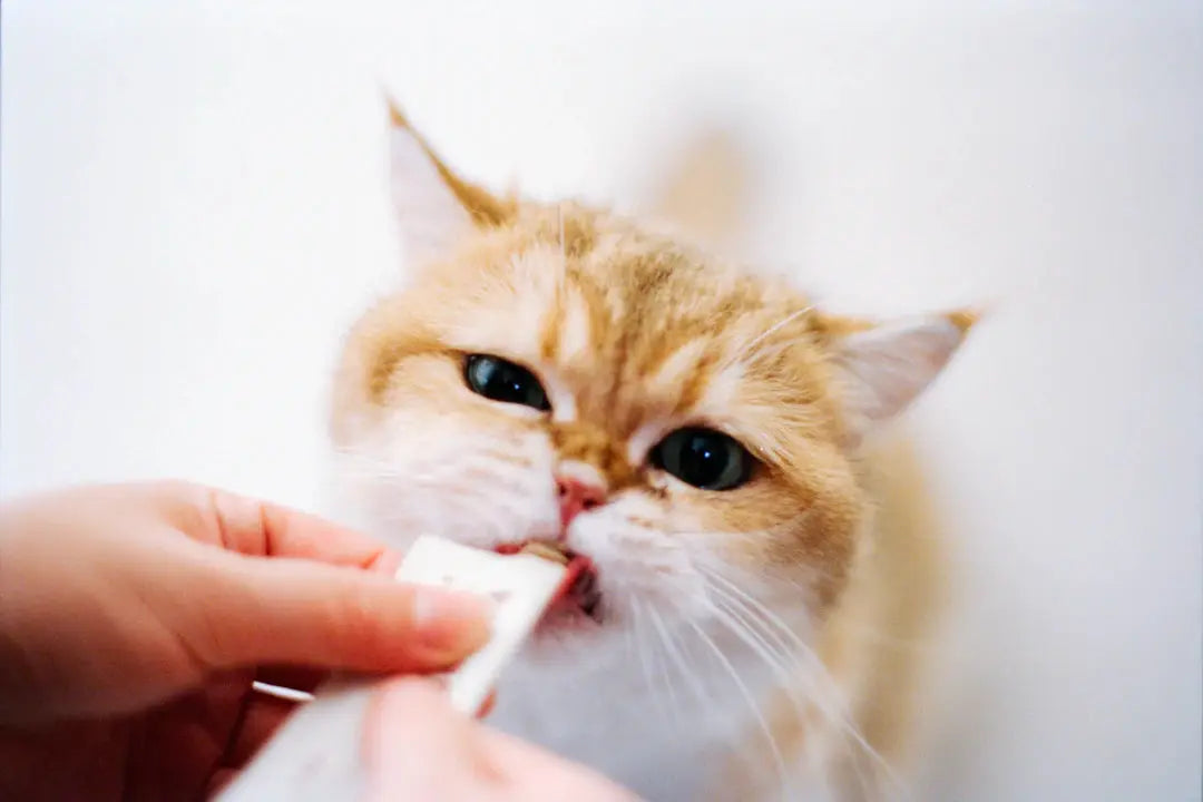 Natürliche Snacks für glückliche und gesunde Katzen