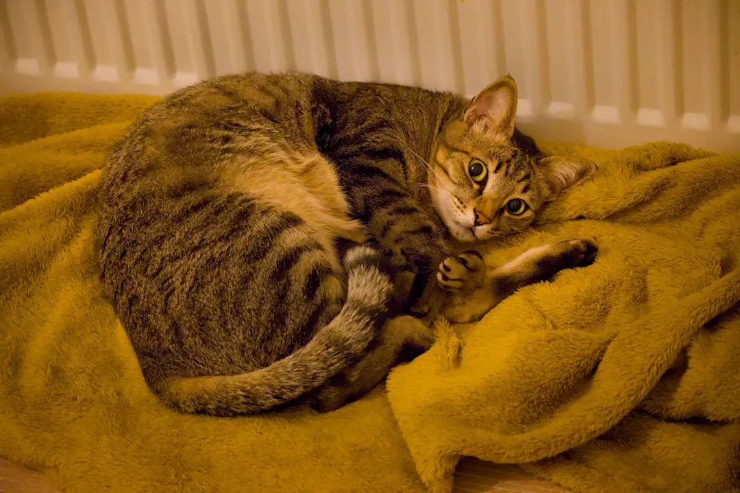 Plötzlich eine Rinny Leben mit einer neuen Katze entspannen