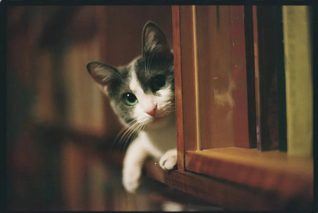 Wenn die Katze plötzlich schüchtern ist