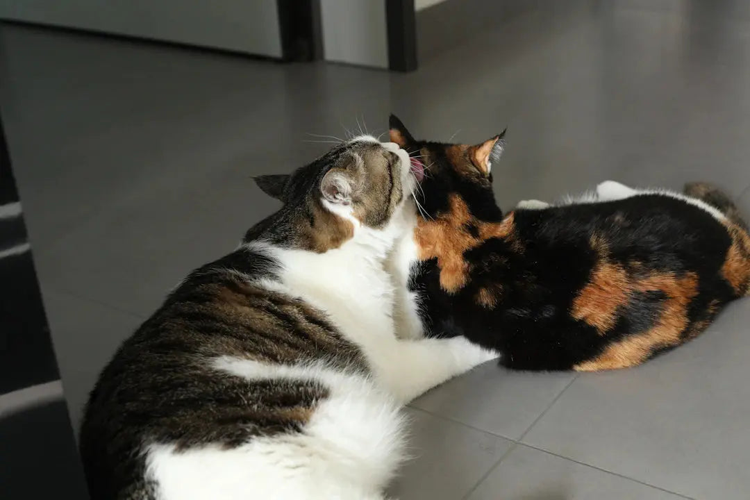 Katzenfellpflege Sanfte Lösungen für entspannte Samtpfoten