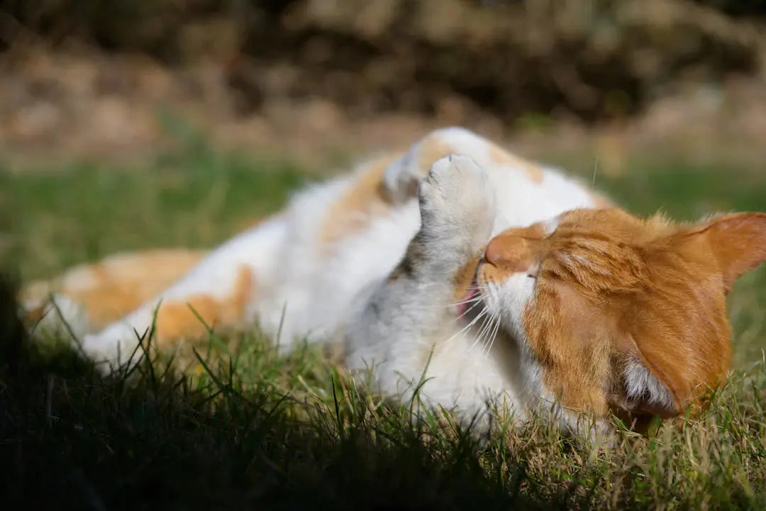 Katzenpflege Hygiene und Komfort für unsere felligen Freunde