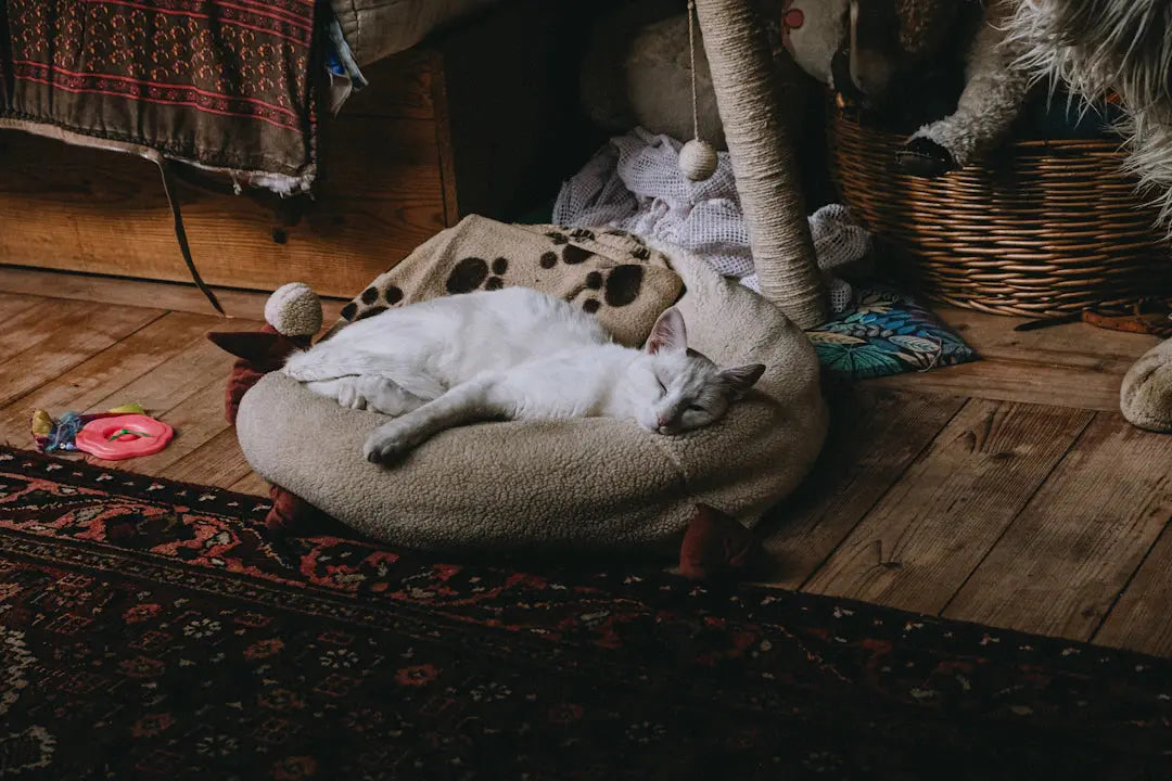 Günstige Schlafplätze für Katzen Sorgenfrei und geborgen