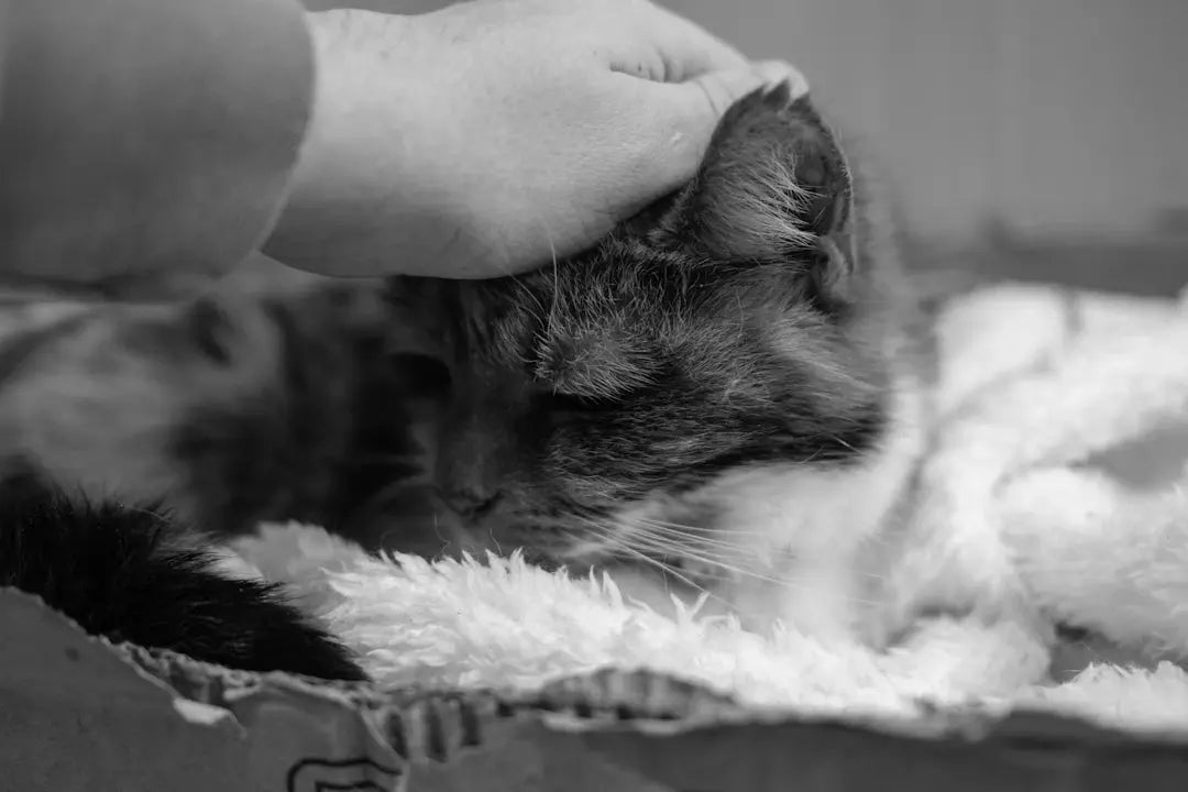 Beruhigende Produkte für gestresste Katzen Stress reduzieren