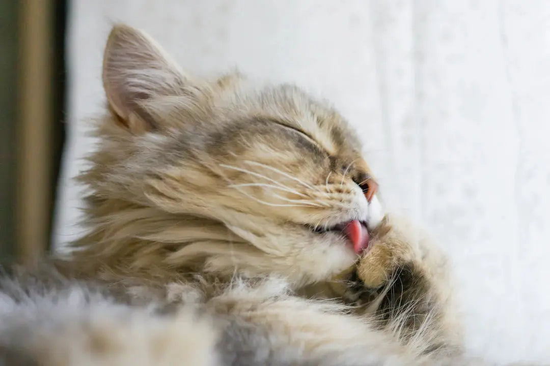 Effektive Fellpflege für langhaarige Katzen ohne Stress