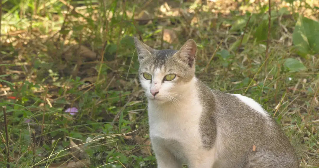 Schaffe eine sichere Umgebung für deine Freigänger-Katze