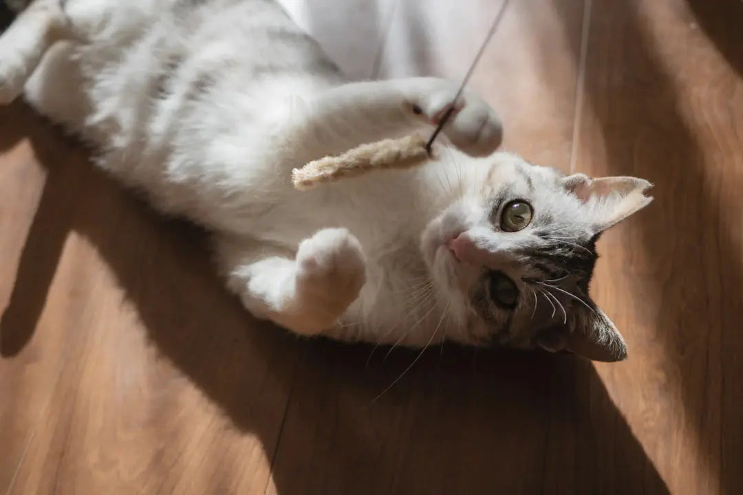 Wissenswertes über die Spielbedürfnisse von Katzen