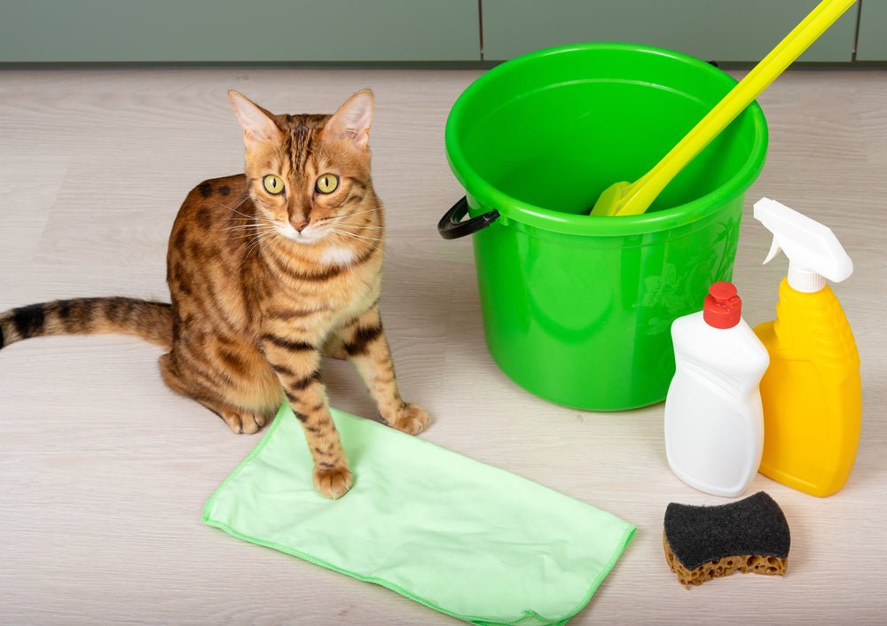 Haushaltsgehilfen für Katzeneltern