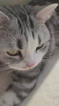 Video in Galerie-Betrachter laden und wiedergeben, Katzen-Zunge Massage Kamm kaufen – Sanfte Fellpflege & Bindung
