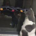 Video in Galerie-Betrachter laden und wiedergeben, Fensterbank Katzenspielzeug kaufen – Interaktiver Spielspaß für Ihre Katze
