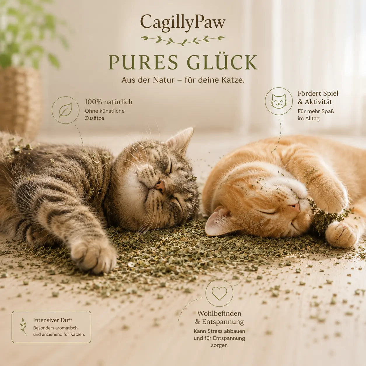 Katzenminze Hochdosiert Kaufen – 100 % Natürlich & Langanhaltend CagillyPaw e.U.